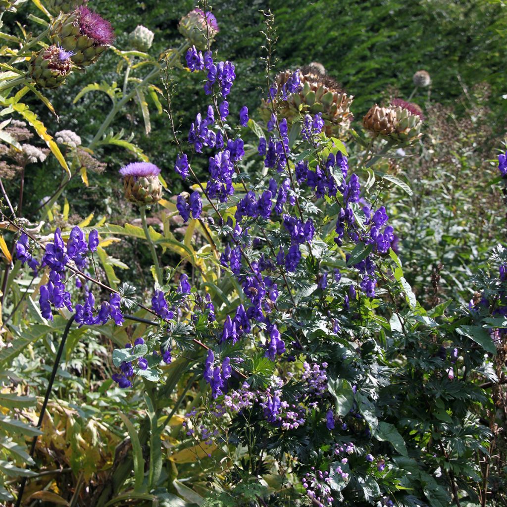 Aconit, Aconitum pubiceps