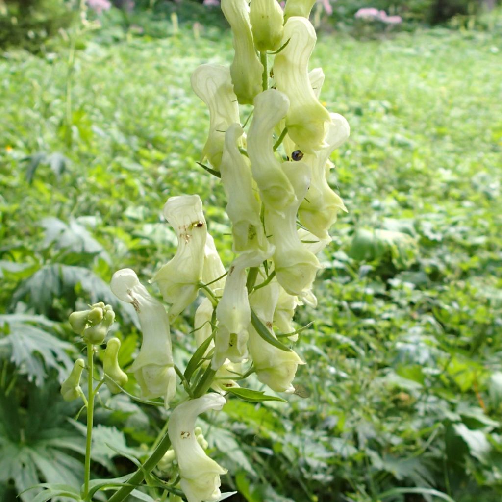 Aconitum lycoctonum subsp. neapolitanum