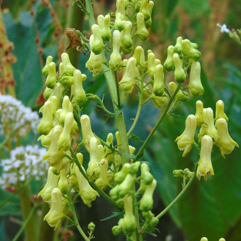 Aconitum lycoctonum subsp. neapolitanum