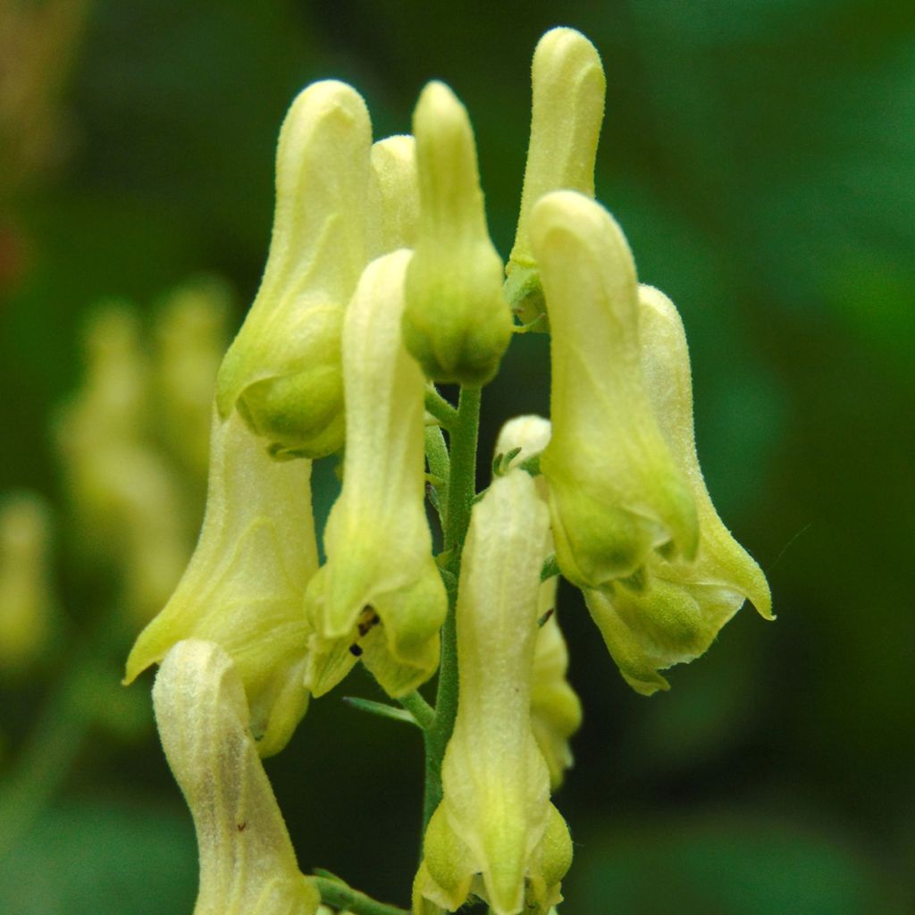 Aconitum lycoctonum subsp. neapolitanum