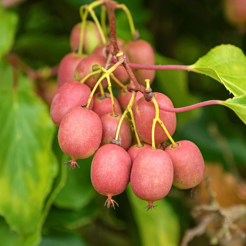 Kiwi Mariered - Actinidia arguta