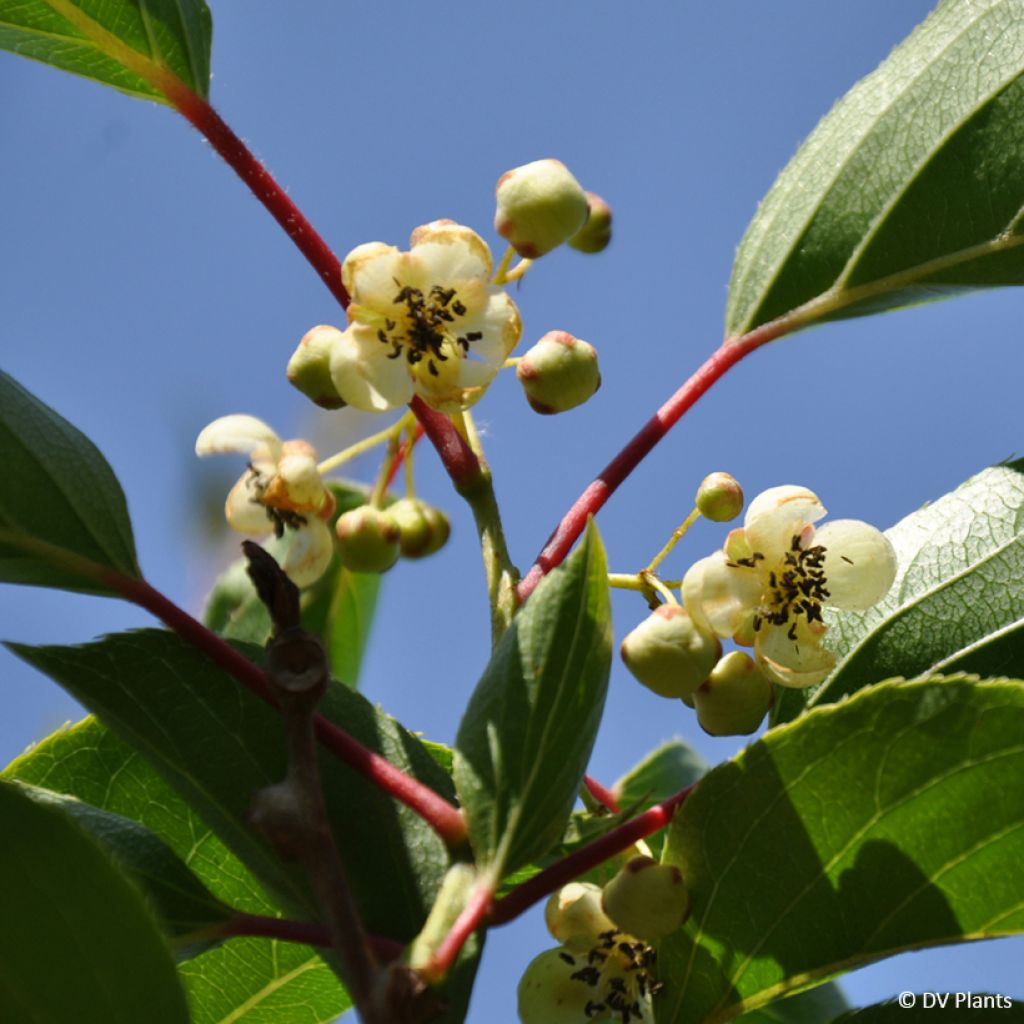 Hardy Kiwi Weima - Actinidia arguta