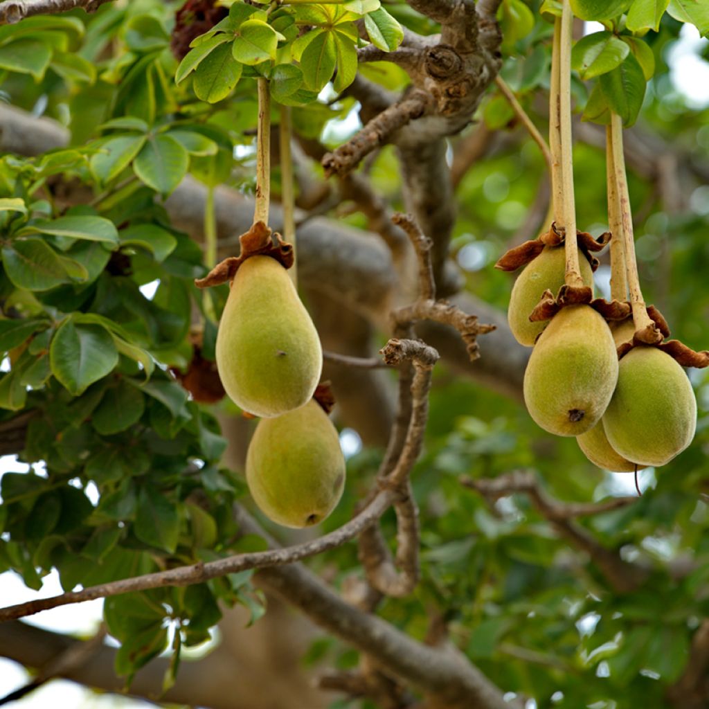 Adansonia digitata - Baobab