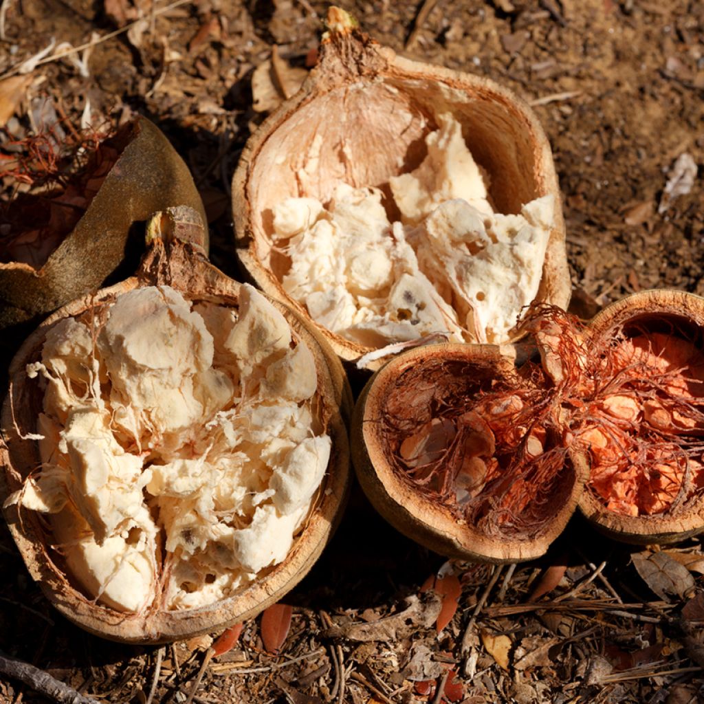 Adansonia madagascariensis - Madagascar baobab