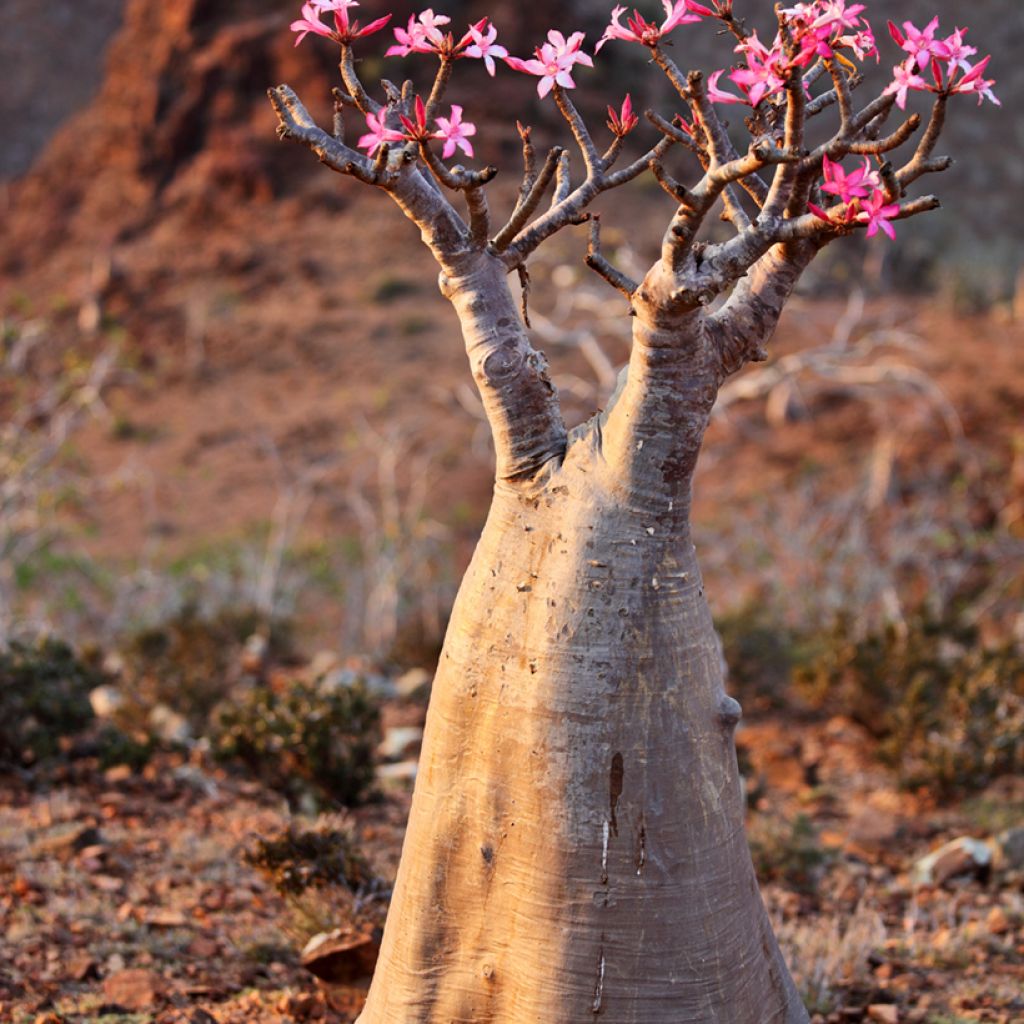 Rosa del desierto - Adenium obesum