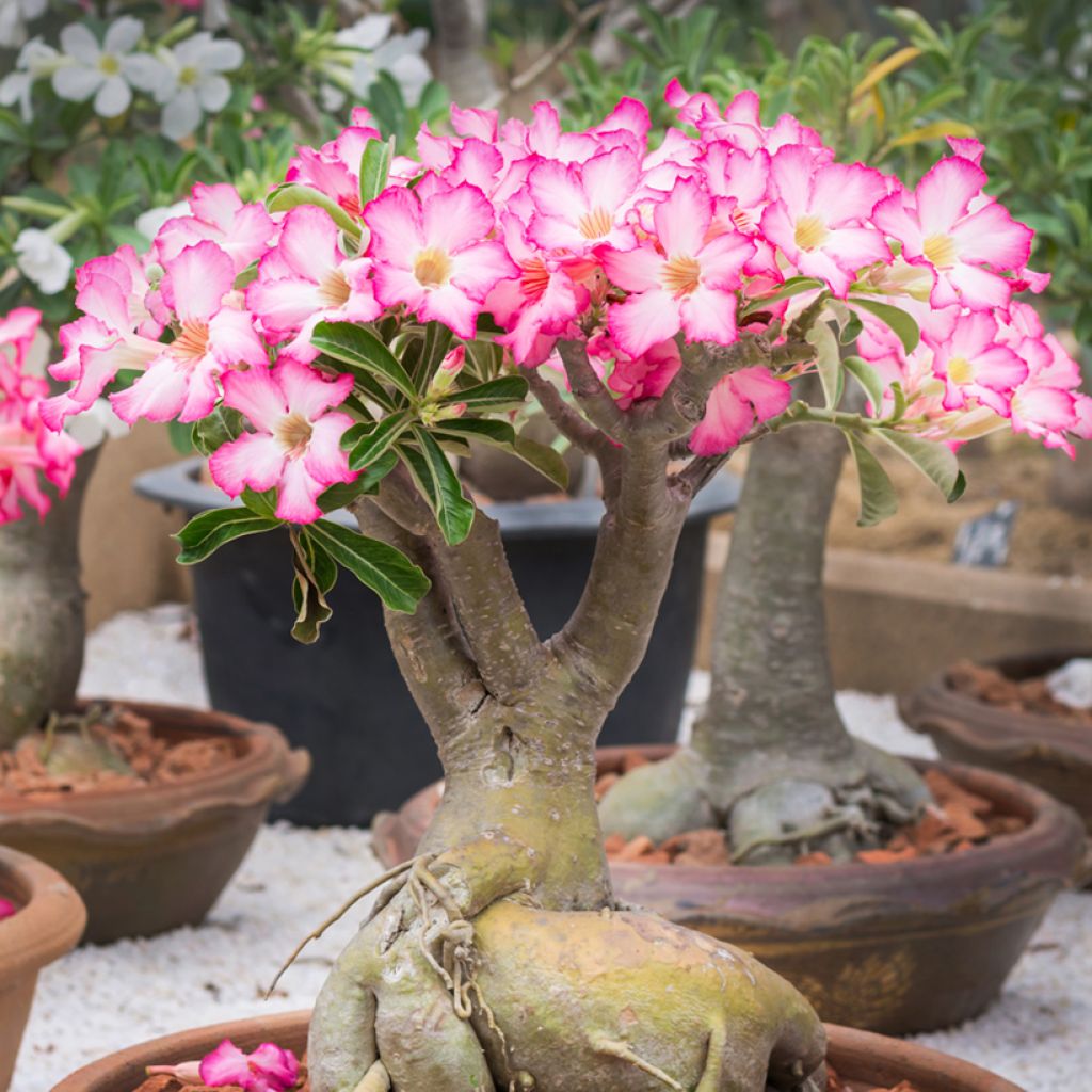 Rosa del desierto - Adenium obesum