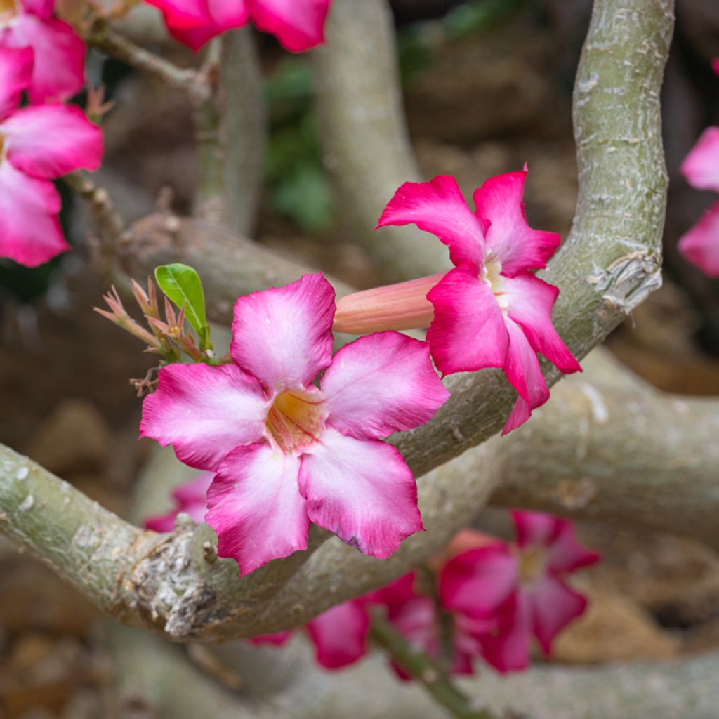 Rosa del desierto - Adenium obesum