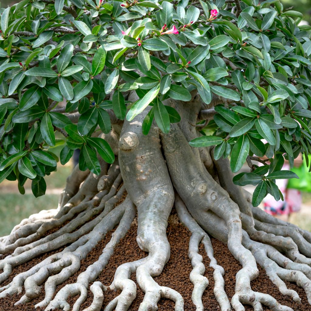 Rosa del desierto - Adenium obesum