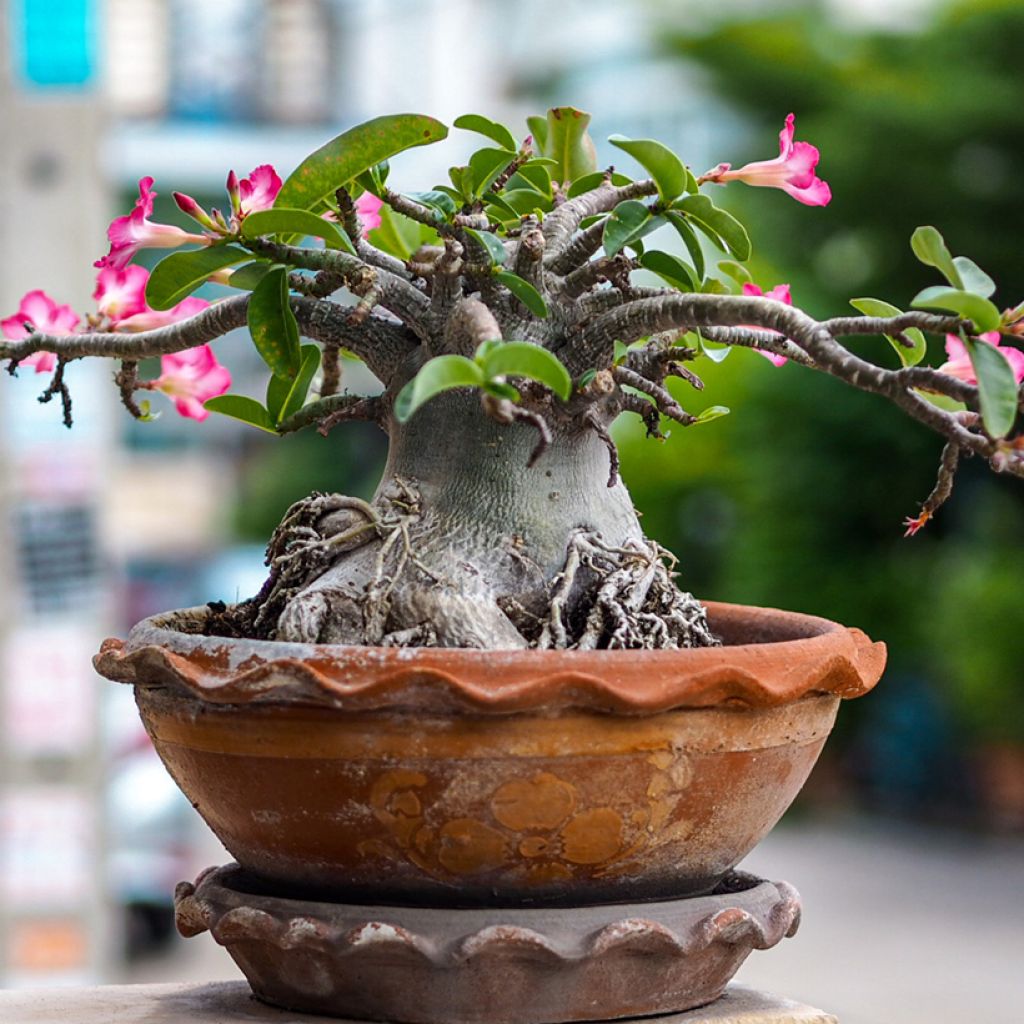 Rosa del desierto - Adenium obesum