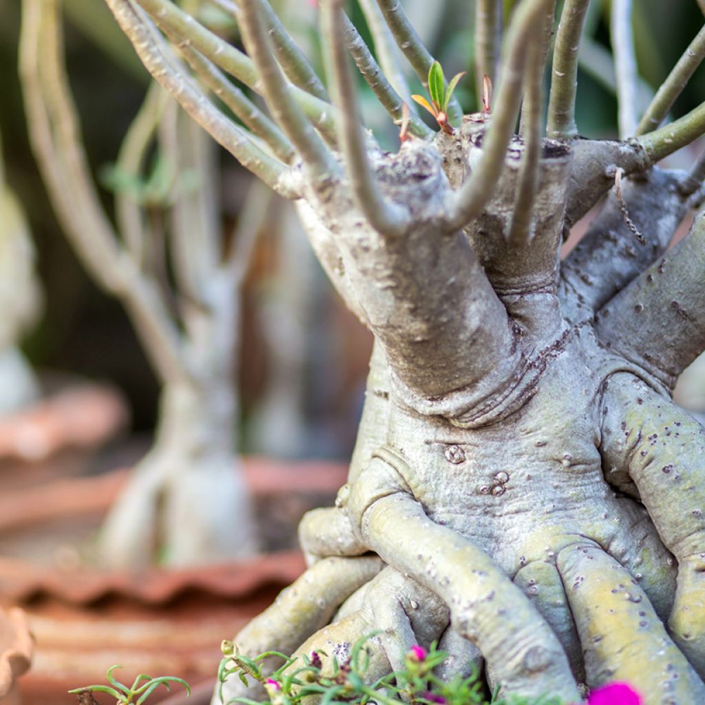 Rosa del desierto - Adenium obesum