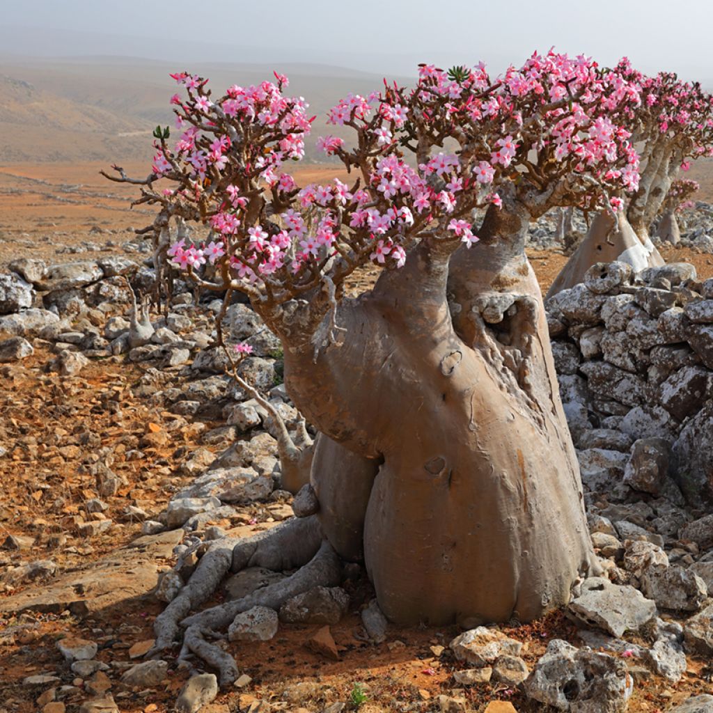 Rosa del desierto - Adenium obesum