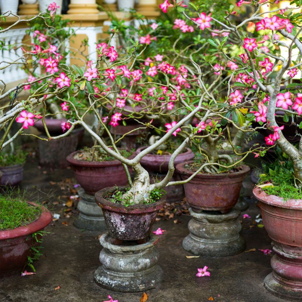 Rosa del desierto - Adenium obesum