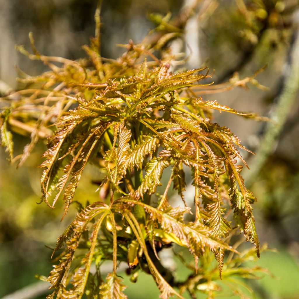 Aesculus Laciniata