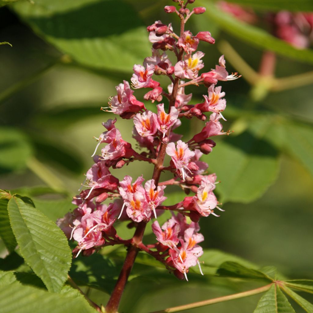 Aesculus x bushii  - Bush's Horse Chestnut