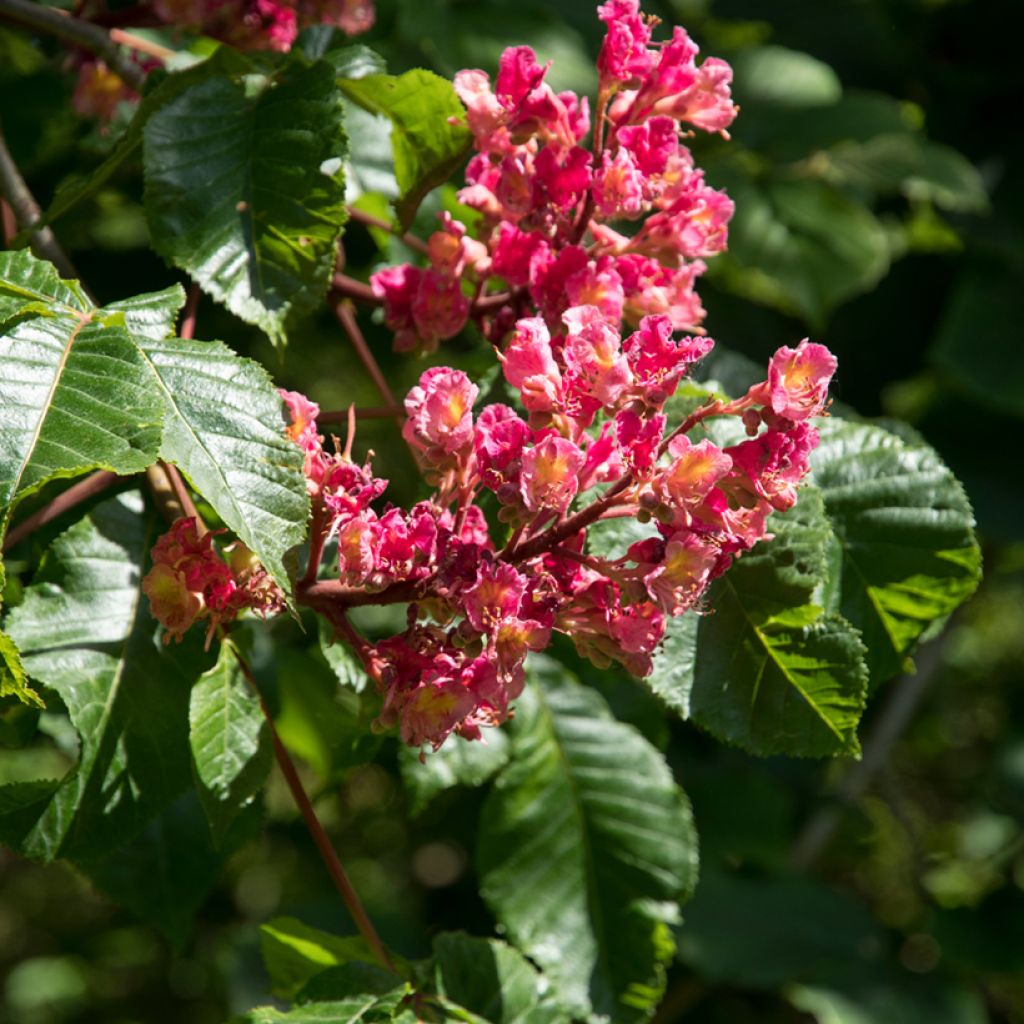 Aesculus x carnea Briotii