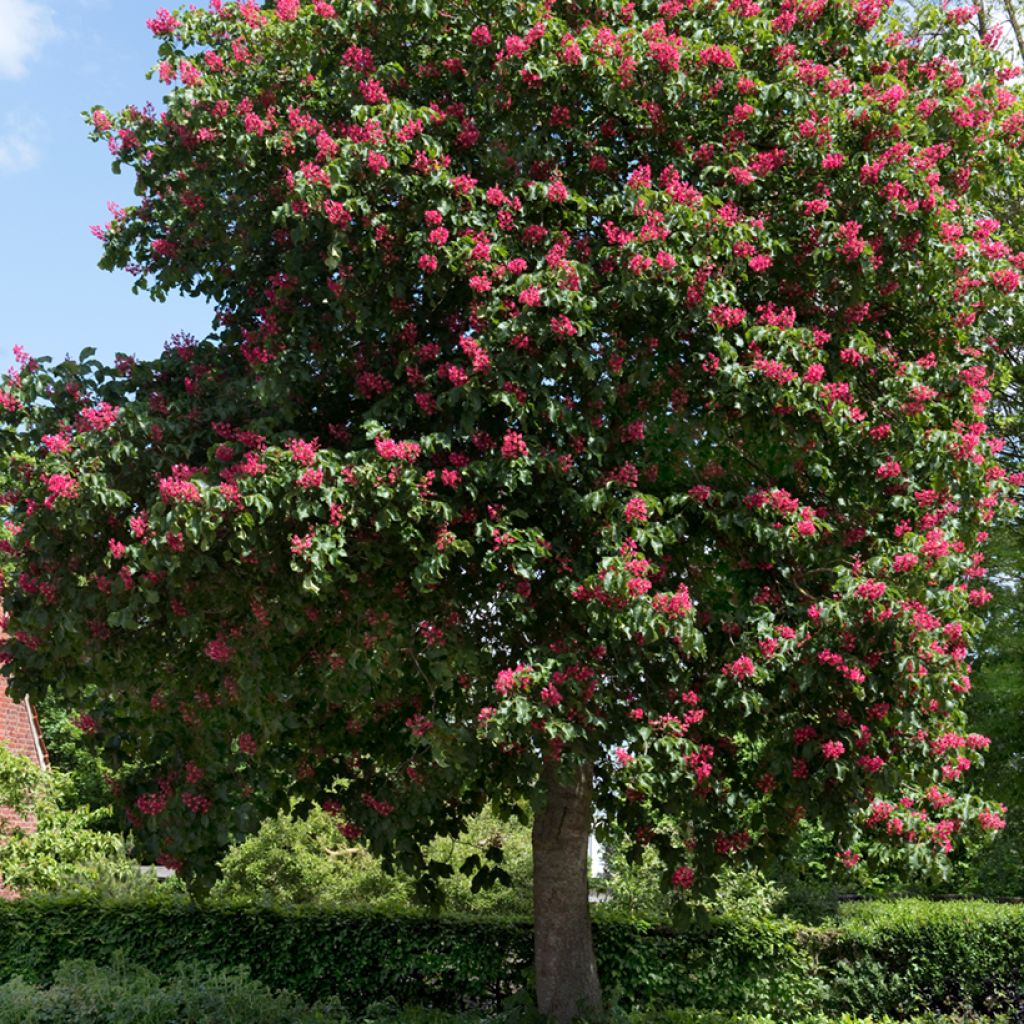 Aesculus x carnea Briotii