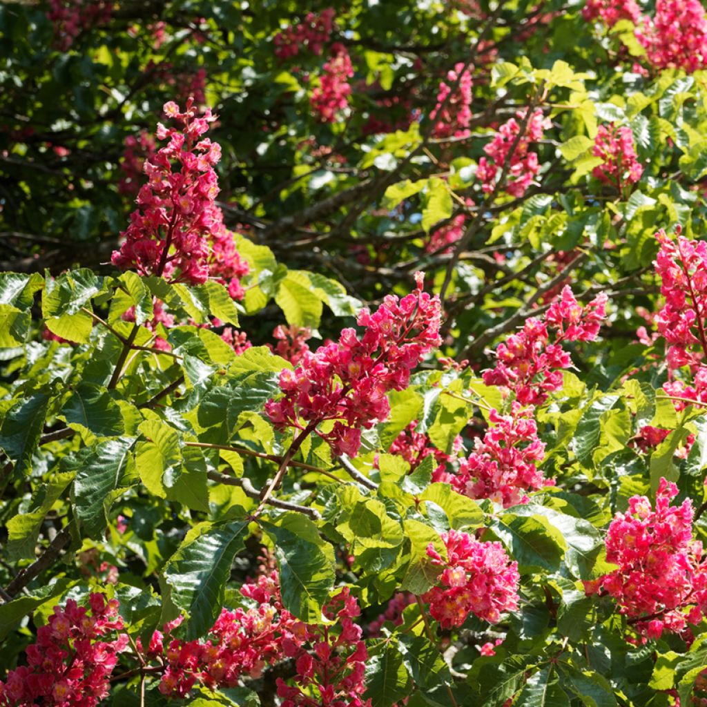 Aesculus x carnea Briotii