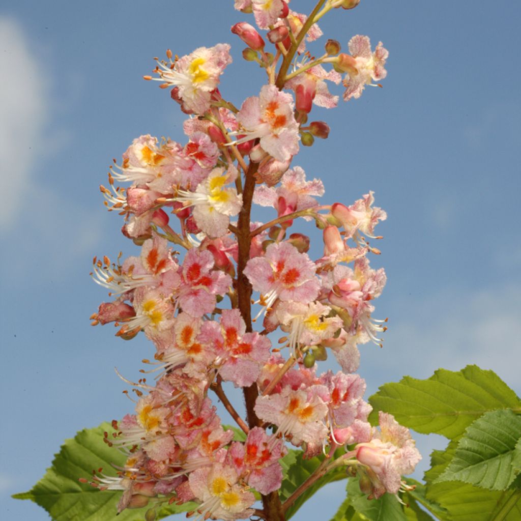 Aesculus x carnea Plantierensis - Red Horse Chestnut