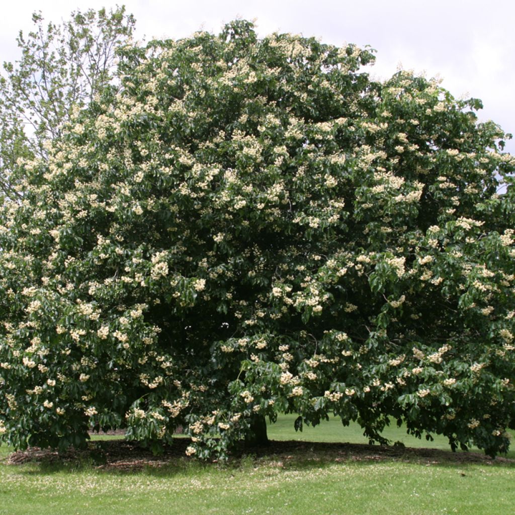 Aesculus Dallimorei - Dallimore horse-chestnut