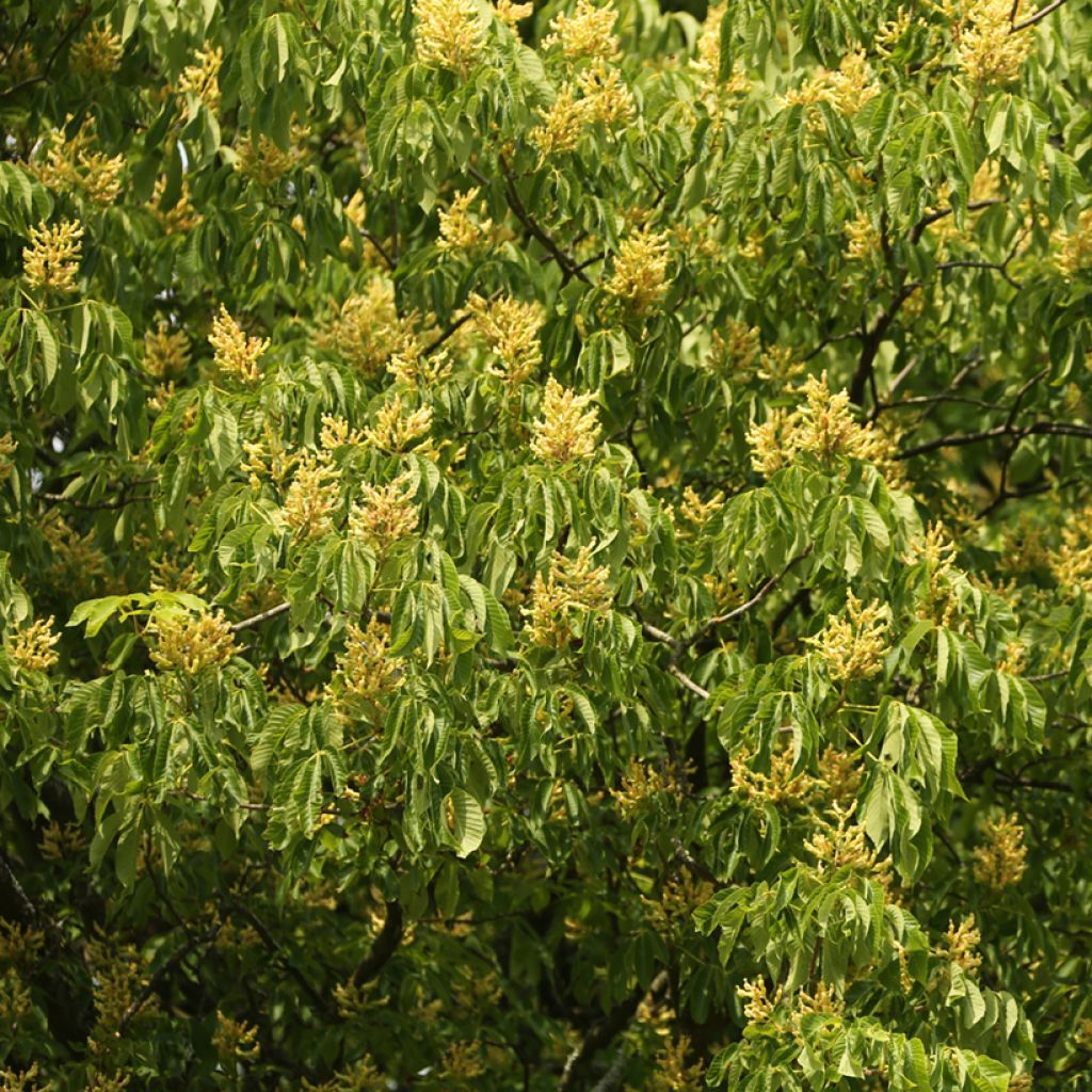 Aesculus flava - Yellow Buckeye