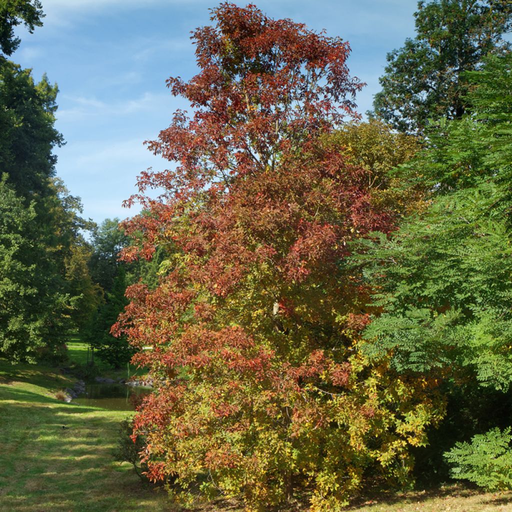 Aesculus flava - Yellow Buckeye