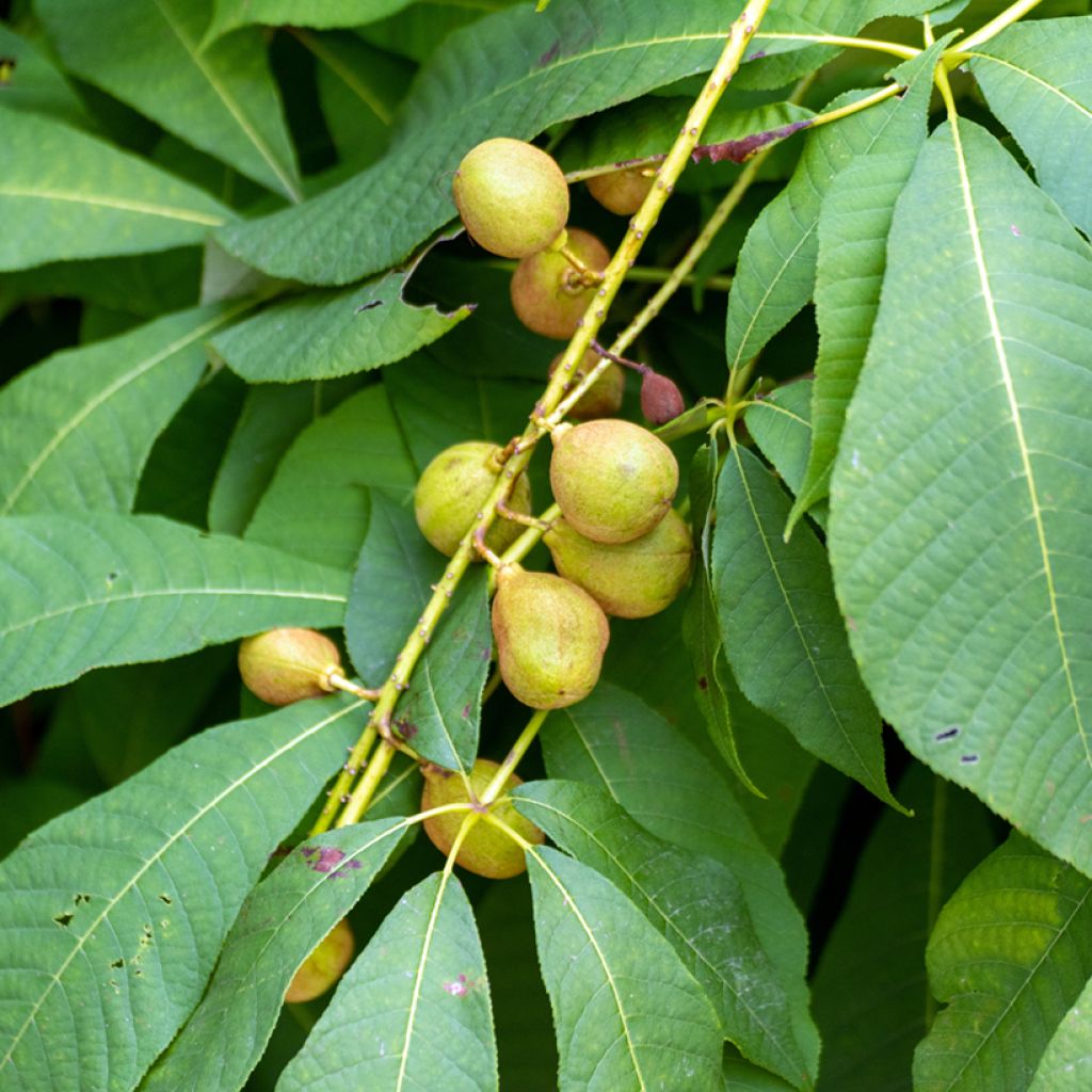 Aesculus flava - Yellow Buckeye