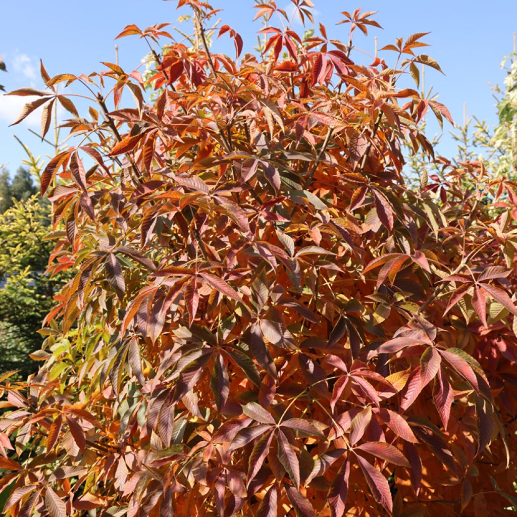 Aesculus glabra Herkenrode - Ohio buckeye