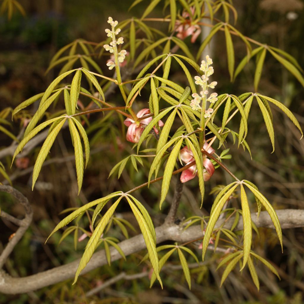 Aesculus x glaucescens