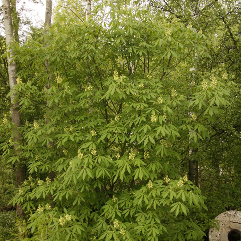 Aesculus x glaucescens