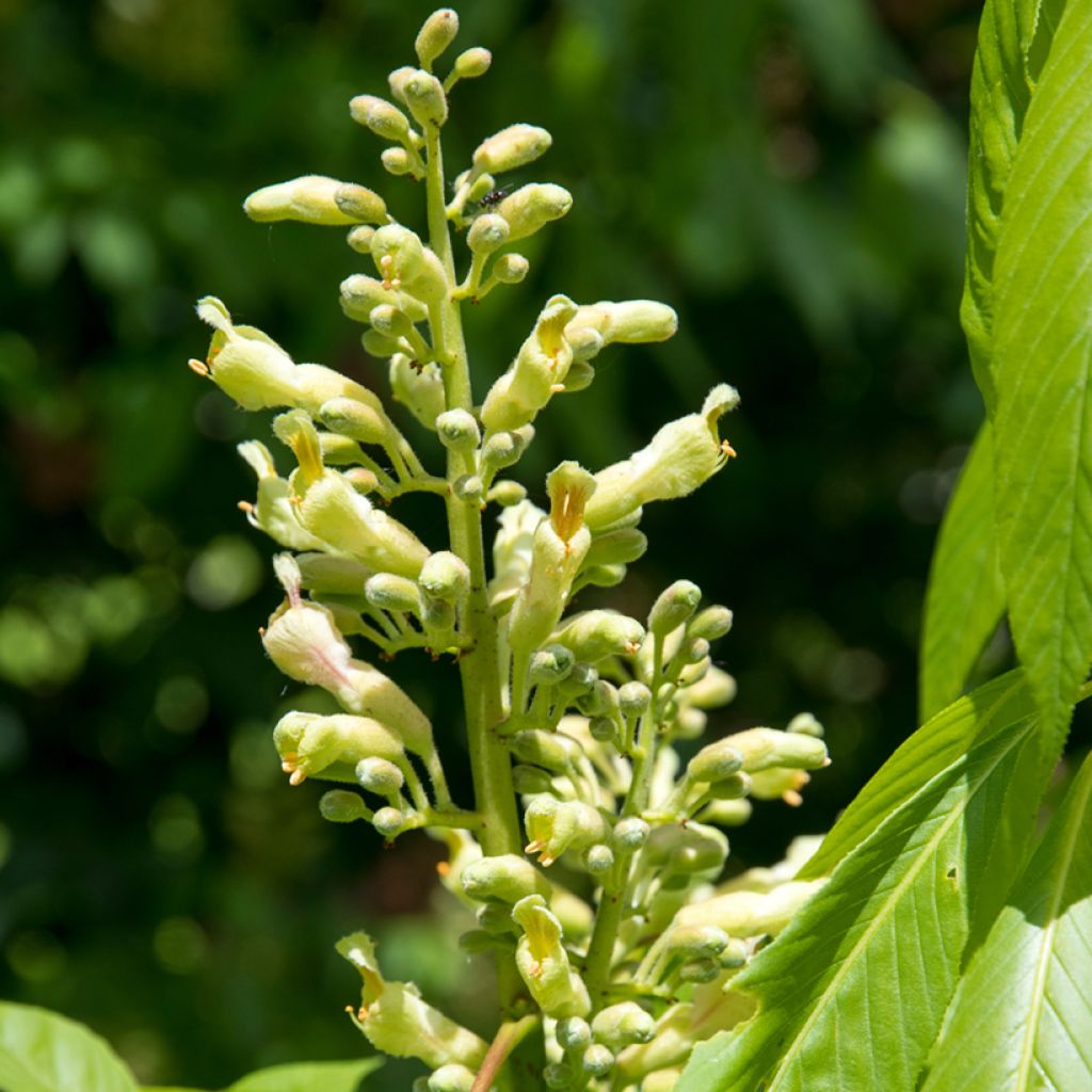 Aesculus x glaucescens