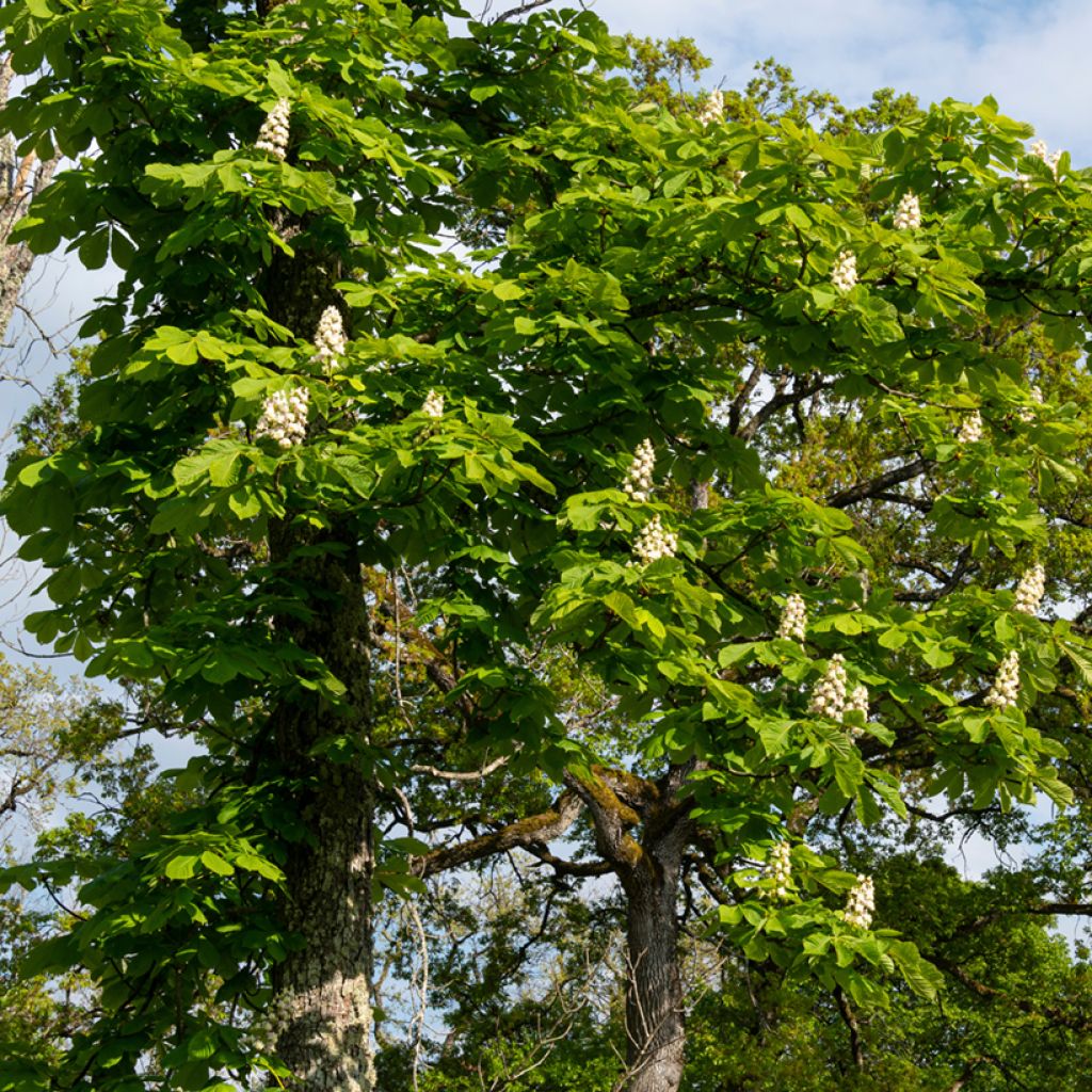 Aesculus hippocastanum