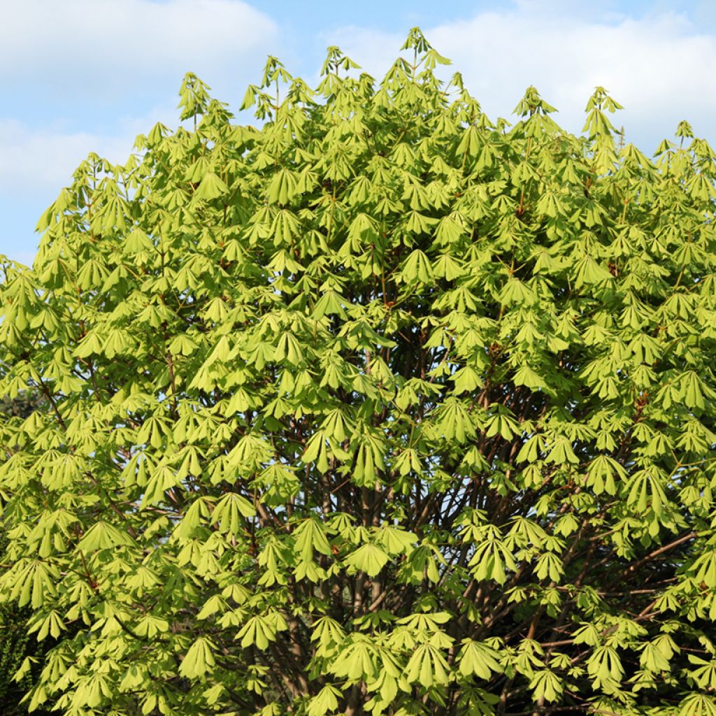 Aesculus hippocastanum Memmingeri