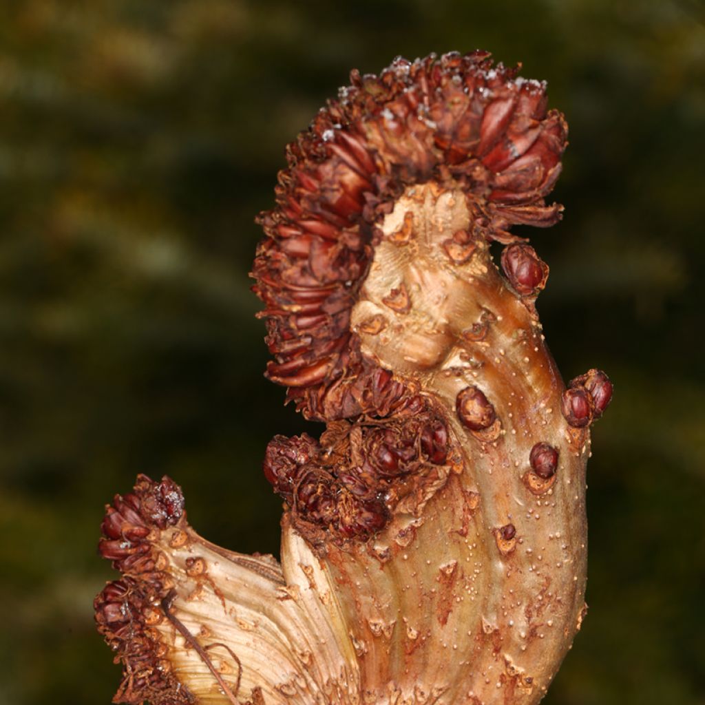 Aesculus hippocastanum Monstrosa