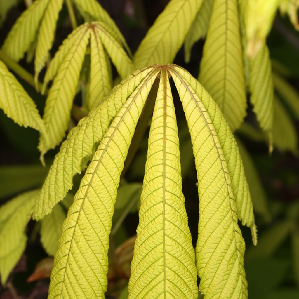 Aesculus hippocastanum Wisselink