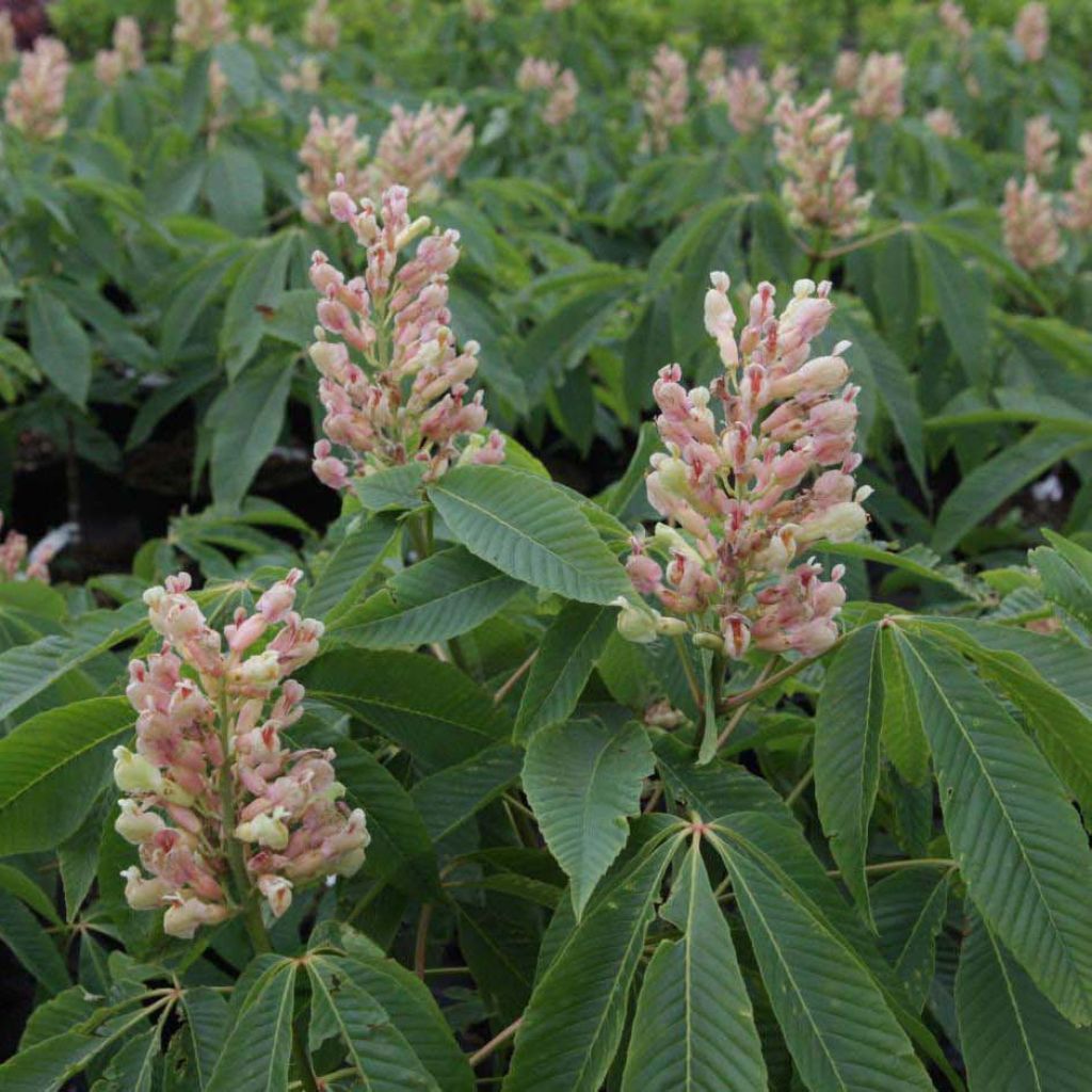 Aesculus neglecta Autumn Fire