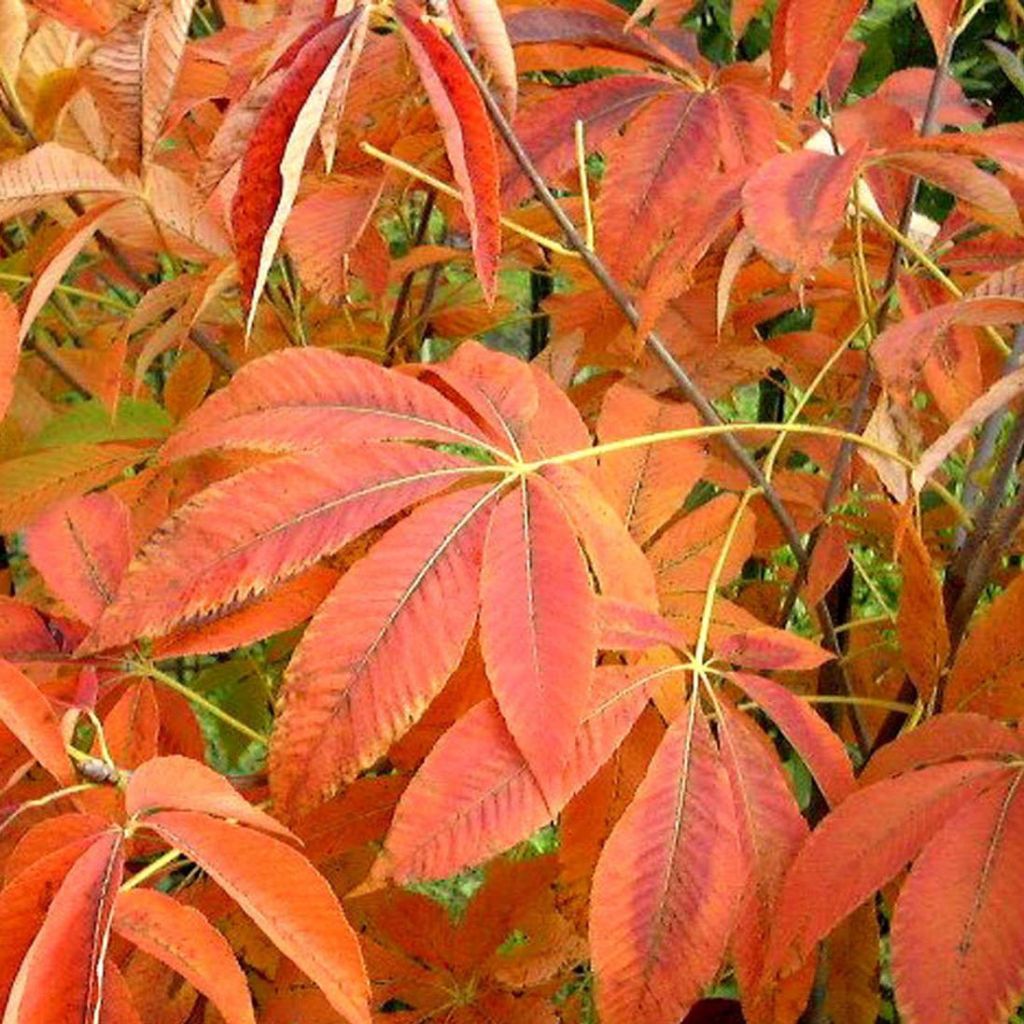 Aesculus neglecta Autumn Fire