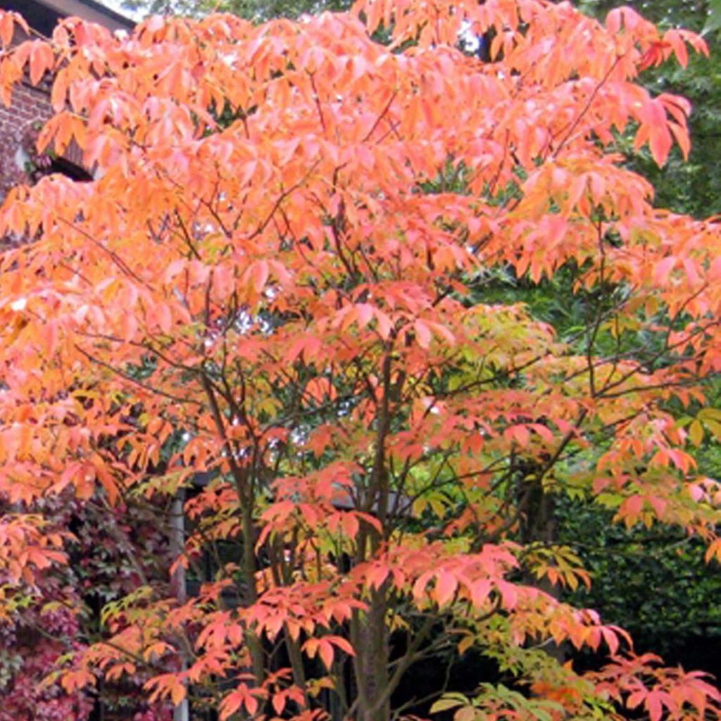 Aesculus neglecta Autumn Fire