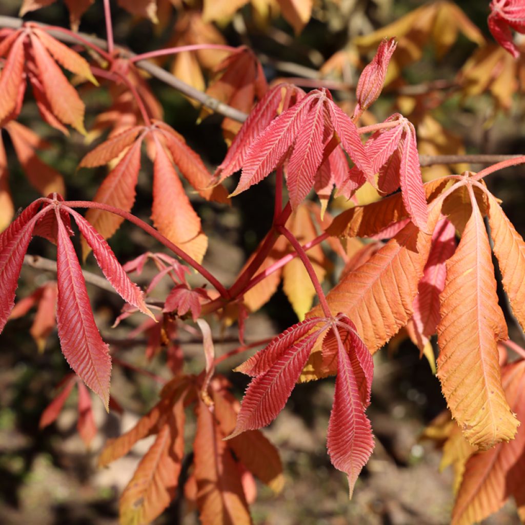 Aesculus x neglecta Erythroblastos - Carolina horse chestnut