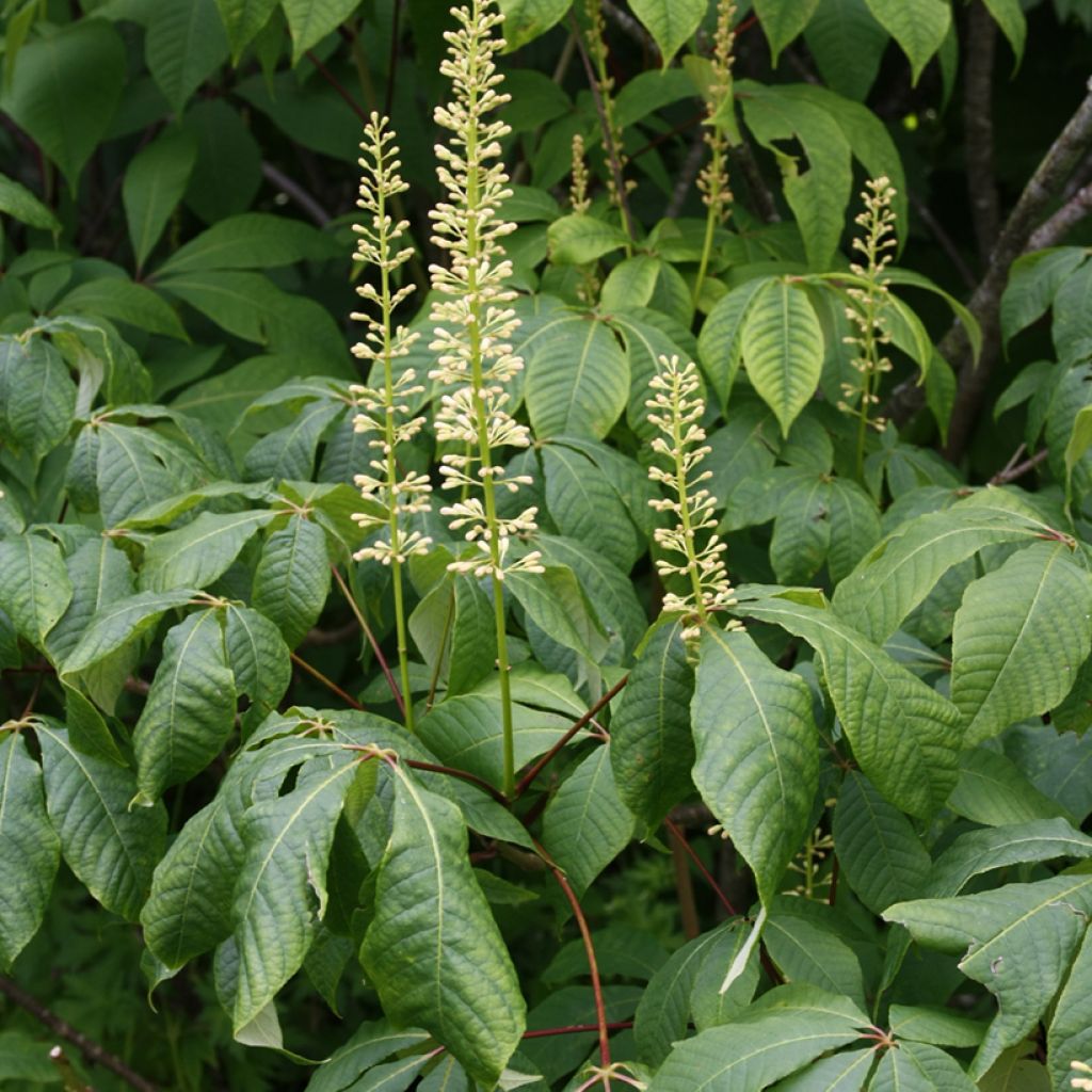 Aesculus parviflora