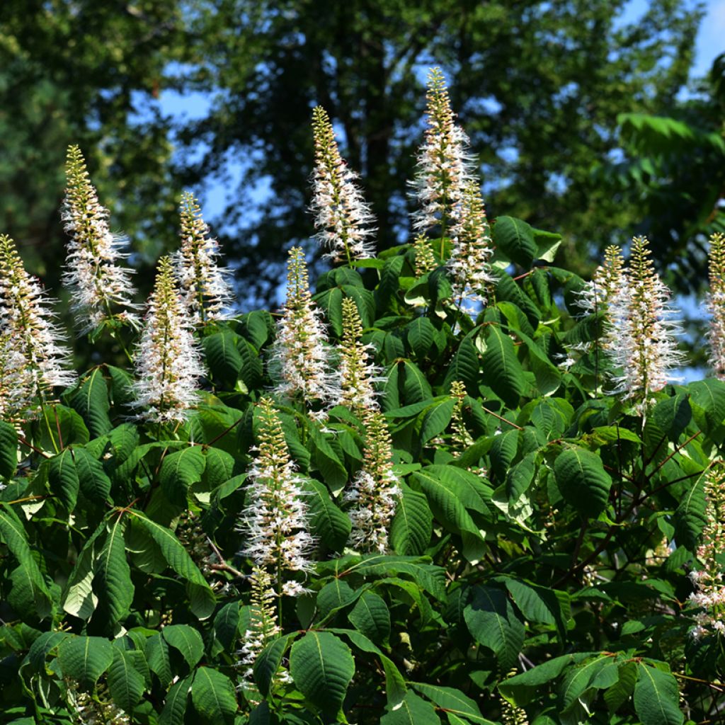 Aesculus parviflora