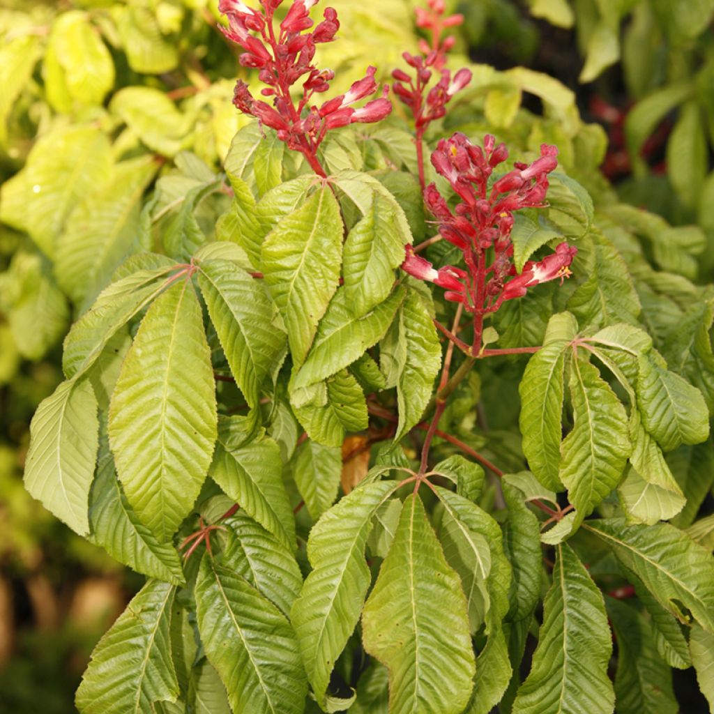 Aesculus pavia Humilis