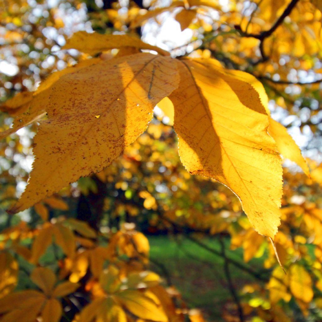 Aesculus pavia var. discolor Koehnei