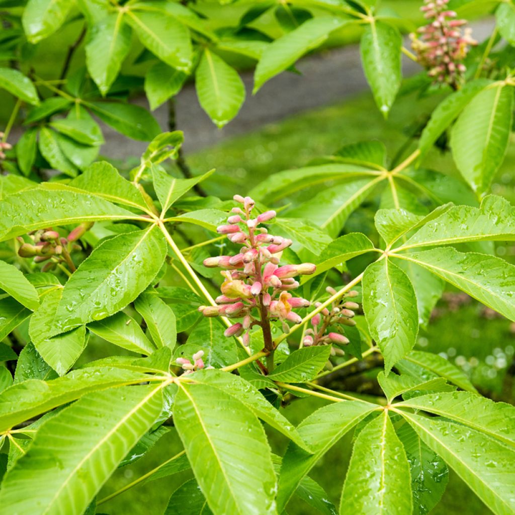 Aesculus pavia var. discolor Koehnei