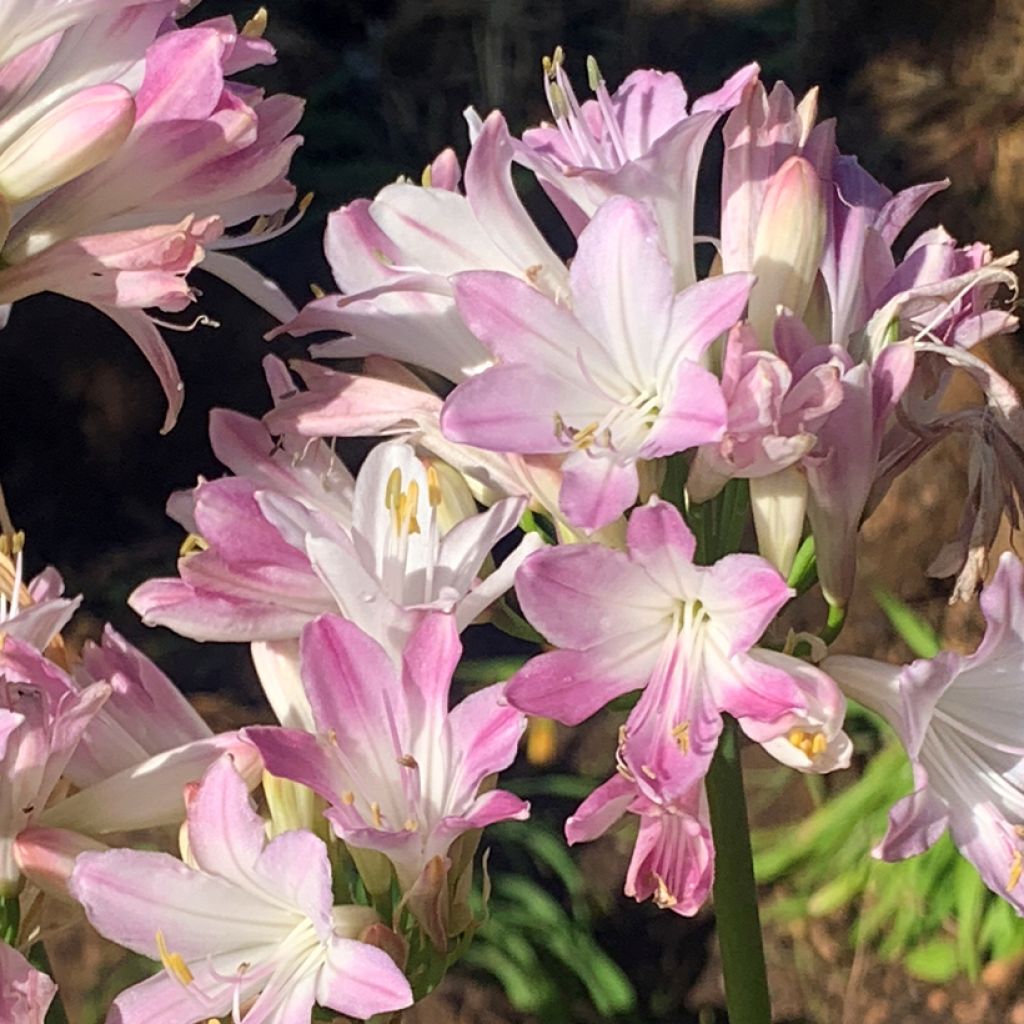 Agapanthus Blush Pink - African Lily