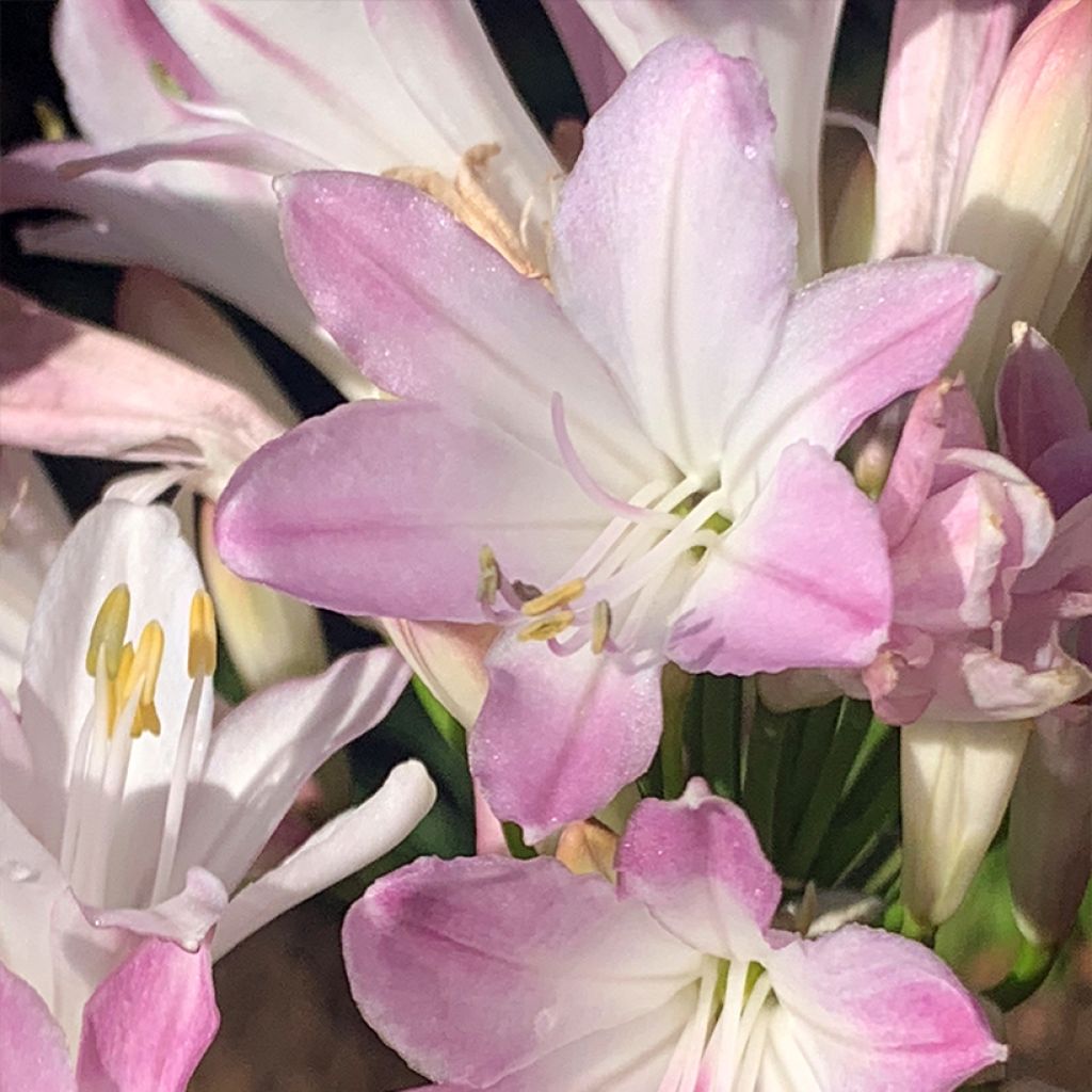 Agapanthus Blush Pink - African Lily