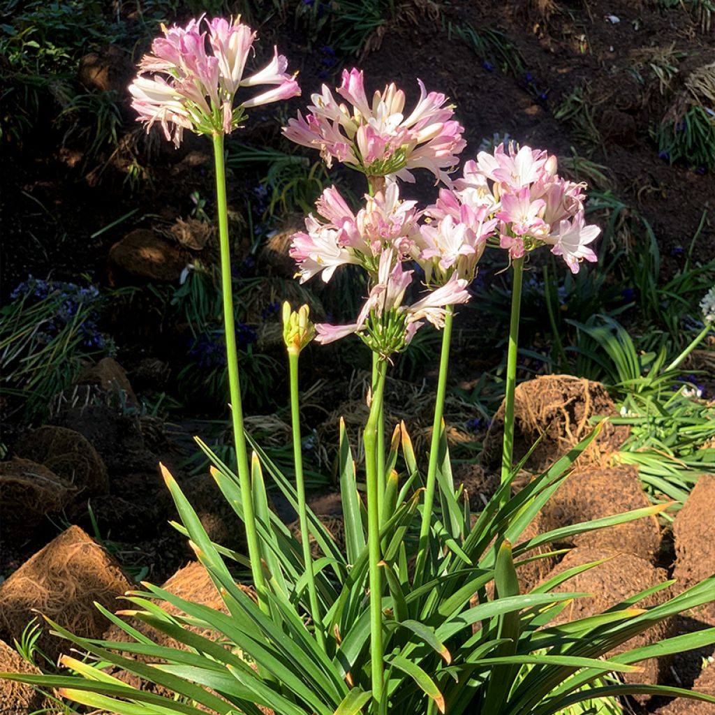 Agapanthus Blush Pink - African Lily