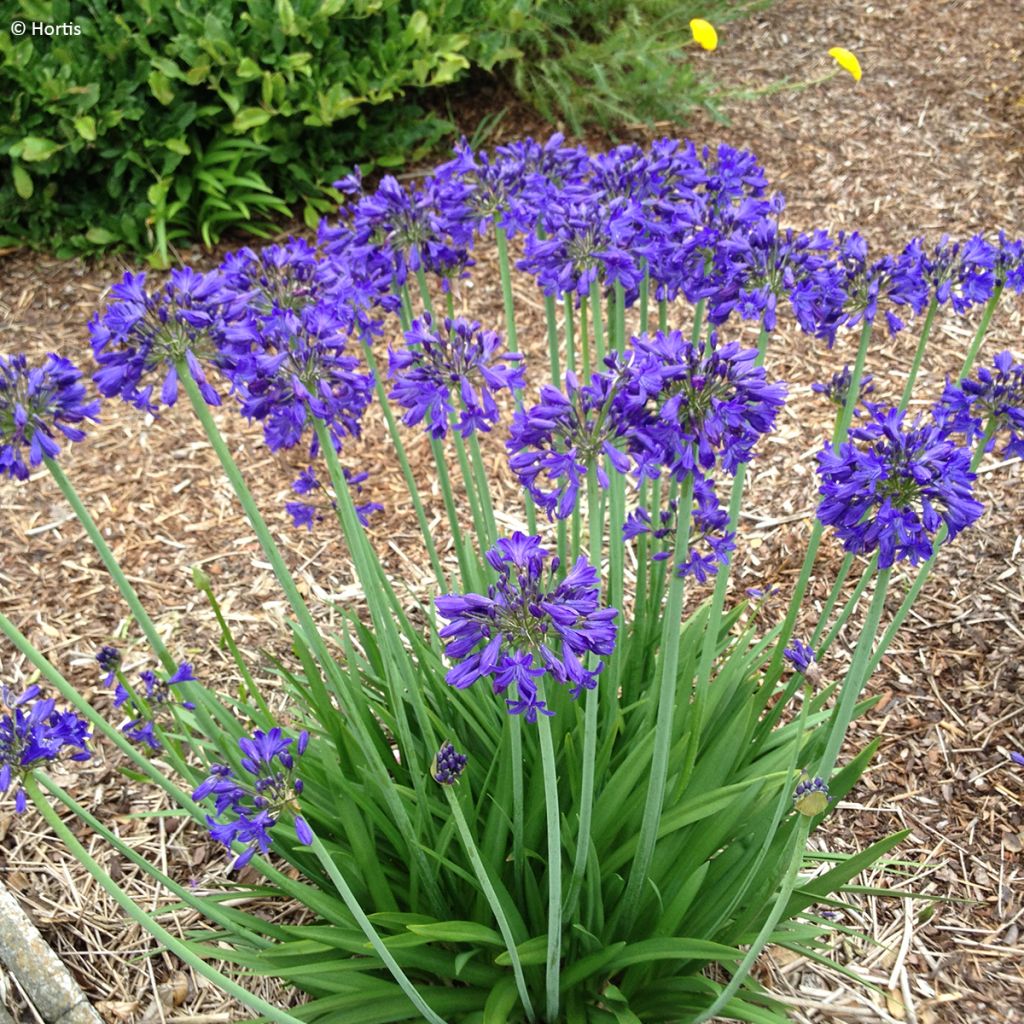 Agapanthus praecox subsp. orientalis Full Moon