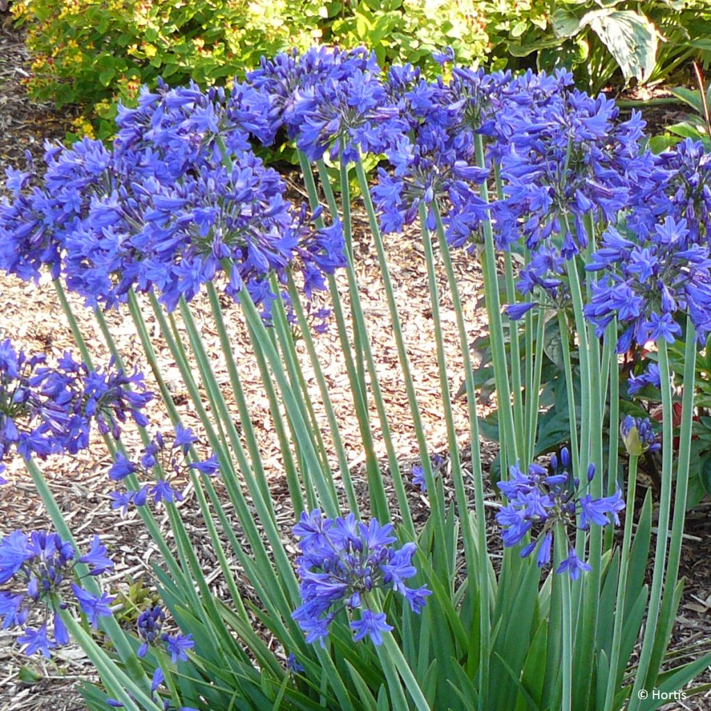 Agapanthus praecox subsp. orientalis Full Moon