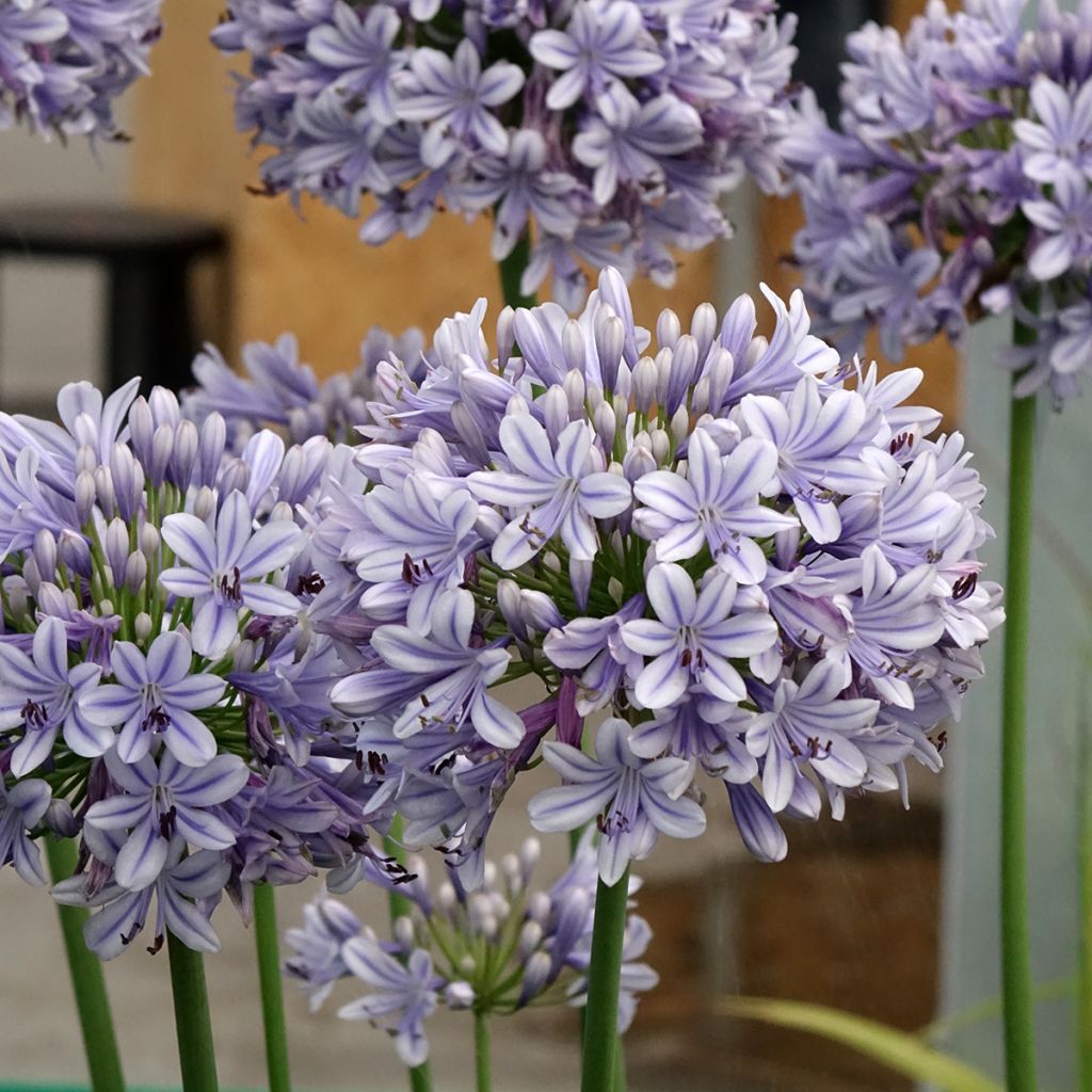 Agapanthus Full Moon