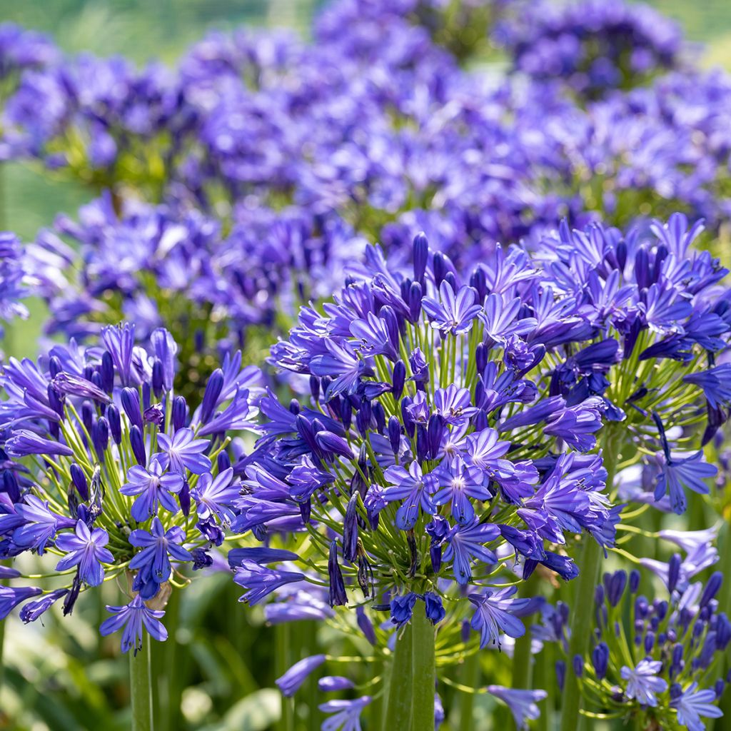 Agapanthus 'Blue Velvet'